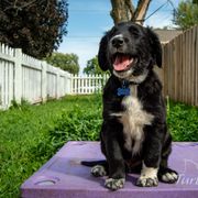 Border Collie, Golden Retriever, and Sporty Mix Puppies from Turbo Border Collies & Coltrievers