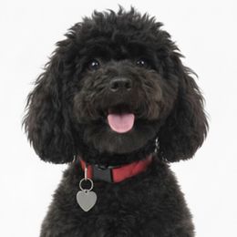 Poodles from AVCpoddles