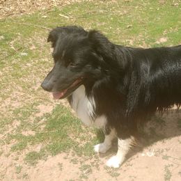 Border Collies from Pixie Hollow