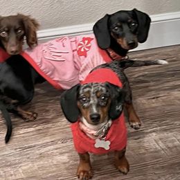 Dachshunds from Camo Dachshunds