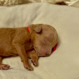 Mochi - Red male Cavapoo puppy in Arlington, Texas from Van Haselen Poodles and Doodles