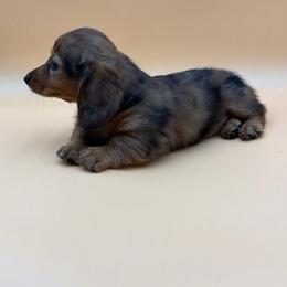 Dusti - Dapple female Dachshund puppy in Porterville, California from Desert Dynasty