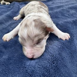 Hartzland aussies - Red merle female Australian Shepherd puppy in Wrightstown, New Jersey from Hartzland Farm Australian Shepherds