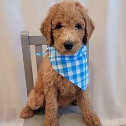 Rocky (Light Green Collar) - Apricot male Goldendoodle puppy in Lincoln, California from Lincoln Goldendoodles