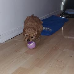Cavapoo Puppies from Peach's Pittsburgh Cavapoos