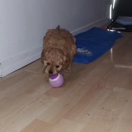 Cavapoo Puppies from Peach's Pittsburgh Cavapoos