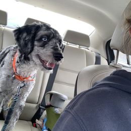 Thunder - Australian Shepherd