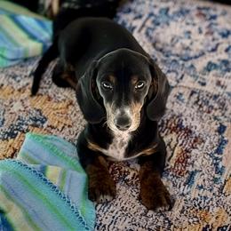 Dachshund puppies from Desert Horizon Dachshunds
