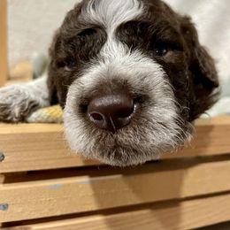 Lagotto Romagnolo Puppies from Agapē Lagotto Romagnolo
