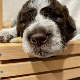 Lagotto Romagnolo Puppies from Agapē Lagotto Romagnolo
