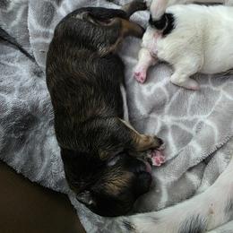 Noel - Cream sable male Pomeranian puppy in Sanford, Florida from Serena's Poms