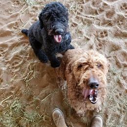 Poodles from LaRue Poodles