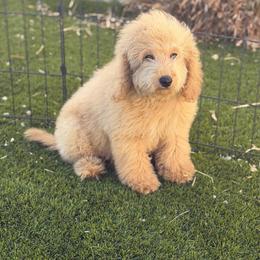 Gibbie - Apricot male Goldendoodle puppy in Palmdale, California from Pucci Pawfect