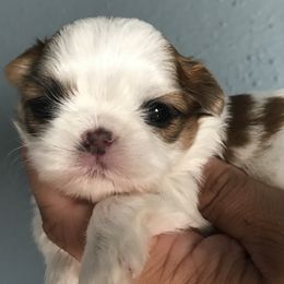 Shih Tzu Puppies from Ling Lings’ Shih Tzu