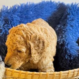 Poodle Puppies from Altamaha Mud Poodles LLC.