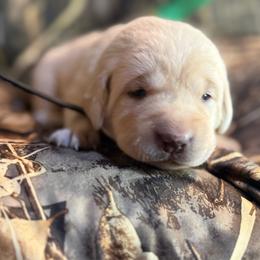 Brown collar yellow male - Yellow male Labrador Retriever puppy in Moore, Oklahoma from Okiehuntinboyz Labrador Retrievers