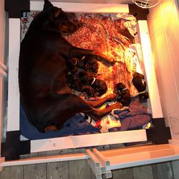 Doberman Pinscher puppies from Storm Cloud Doberman