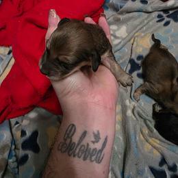 Boy 3 - Cream male Dachshund puppy in Sour Lake, Texas from Rigdon's dachshunds