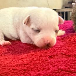 Elsa - White female Chihuahua puppy in Seneca, Missouri from Stephanie’s Puppy Colony