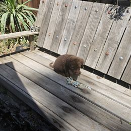 Girl 2 - Chesapeake Bay Retriever puppy in Merlin, Oregon from Creekside Chesapeakes