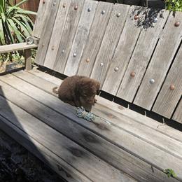 Girl 2 - Chesapeake Bay Retriever puppy in Merlin, Oregon from Creekside Chesapeakes