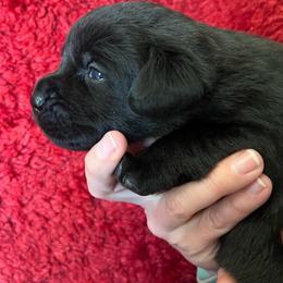 Girl 2 - Second Pick - Black female Labrador Retriever puppy in Beaverdam, Virginia from Gold Heart Labradors