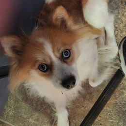 Abbie - Pomsky