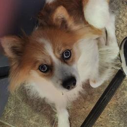 Abbie - Pomsky