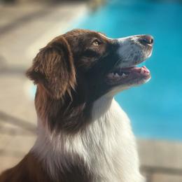 Valorie - Miniature American Shepherd