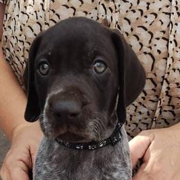 Black collar - Liver roan male German Shorthaired Pointer puppy in Marble, North Carolina from Dancin' German Shorthaired Pointer's