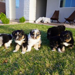 Australian Shepherd Puppies from Salty Dog Australian Shepherds