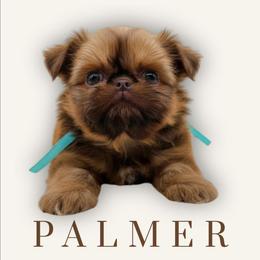 Palmer - Red female Shih Tzu puppy in Richmond, Texas from Aleka Shih Tzu