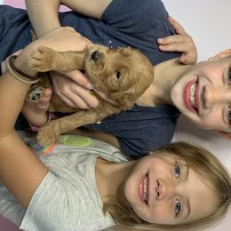 Goldendoodle Puppies from Broderick Goldendoodles