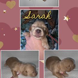 Sarah 3500 - Cream female Dachshund puppy in Gatesville, Texas from CJ's Dach Dynasty