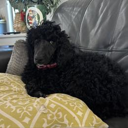Eloise  formerly Cupcake  (Pink collar) - Blue female Poodle puppy in Mesa, Arizona from New Beginnings Standard Poodles