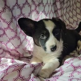 Pebbles - Cardigan Welsh Corgi puppy from Cardigan Corgi Cuties 💓