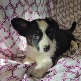Pebbles - Cardigan Welsh Corgi puppy from Cardigan Corgi Cuties 💓
