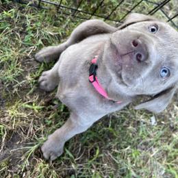 Dilute Retriever Puppies from Virdin’s Silver Labs