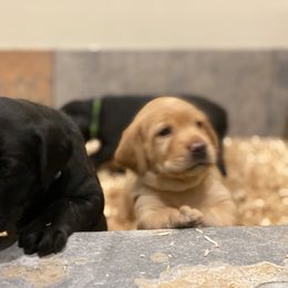 German Shorthaired Pointer, Labrador Retriever, and Working Cross Puppies from Upland Valley Kennels