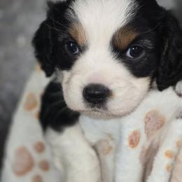 Briar - Black and tan male Companion Cross puppy in Decatur, Illinois from Petite Pups