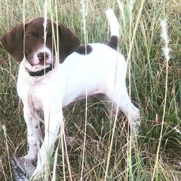 German Shorthaired Pointers from Triple Cord Kennels
