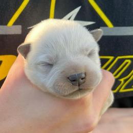 Boy 3 - Blue male Australian Cattle Dog puppy in Irvington, Kentucky from Dry Valley’s Australian Cattle Dogs