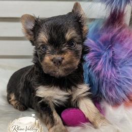 Chanel - Chocolate and tan female Yorkshire Terrier puppy in Austin, Texas from Rhine Valley Yorkies