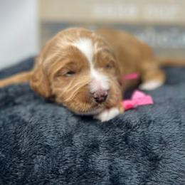 Meli's Pink Female - Apricot female Goldendoodle puppy in Great Falls, Montana from Montana Goldendoodles