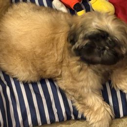 Shih Tzu Puppies from Shih-tzu Dynasty