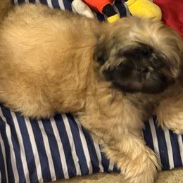 Shih Tzu Puppies from Shih-tzu Dynasty