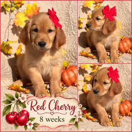 Red Cherry - Dark golden female Golden Retriever puppy in Apple Valley, California from Frankly Golden