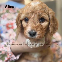 Alice - Apricot female Goldendoodle puppy in Lancaster, Minnesota from North Star Dog Training