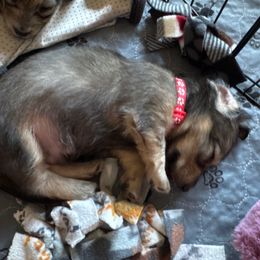 Poe - Cream male Dachshund puppy in Minnesota from Scarletson Dachshunds