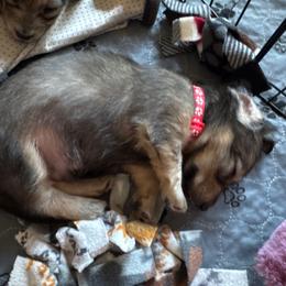 Poe - Cream male Dachshund puppy in Minnesota from Scarletson Dachshunds